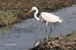 IMG_3803a