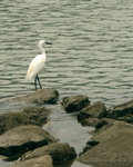 IMG_4921a