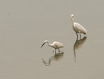 IMG_4926a