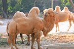 Bactrianus Camel 雙峰駱駝
IMG_6664a
