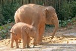 Asian Elephant 亞洲象
IMG_6680a