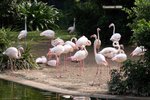 Lesser Flamingo
IMG_1671a