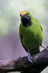 Golden-fronted Leafbird 金額葉鵯 IMG_1304a