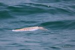 回程時見到大默魚
IMG_3234a