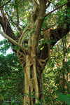 這棵樹特別在松樹被旁邊的蓉樹漸漸所包圍

IMG_9611a