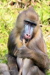 Mandrill
IMG_6475a