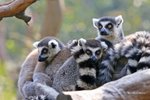 Ring Tailed Lemurs 環尾狐猴
IMG_6477a