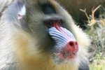 IMG_6483a