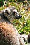 IMG_6497a