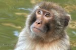 Macaque 獼猴
IMG_6613b