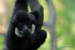 White-cheeked Gibbon 白頰長臂猿
IMG_6638a