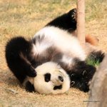 [Sexy Panda]
原來熊貓跳鋼管舞是這樣子的
IMG_2001a
