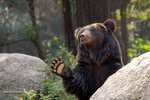 Black Bear 黑熊
IMG_6702a