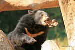 Brown Bear 棕熊
IMG_6709a
