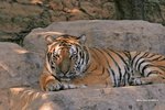 Bengal Tiger 孟加拉虎
IMG_6718a