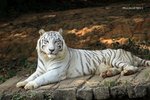 White Tiger 白虎
IMG_6723a