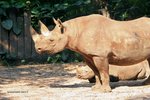 Rhinoceros 犀牛
IMG_6523a