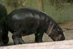 Pygmy Hippo 侏儒河馬
IMG_6905a