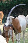 Scimitar-horned Oryx 彎角劍羚 IMG_6495a