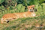 Cheetah 獵豹
IMG_6765a