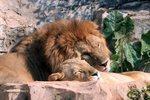 Lion 非洲獅
IMG_6780a