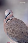 Spotted Dove 珠頸斑鳩
IMG_2960a