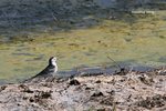 White Wagtail
白鶺鴒
IMG_3594a