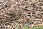 Pintail Snipe 針尾沙錐 IMG_2860a