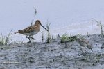 Common Snipe 扇尾沙錐
IMG_2876a