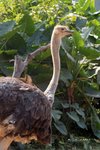 Ostrich 鴕鳥 IMG_6800a