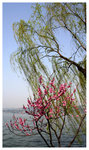 柳浪聞鶯 - 西湖 Orioles Singing in Ripples of Willows (Liulangwenying) - West Lake