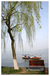 柳浪聞鶯 - 西湖 Orioles Singing in Ripples of Willows (Liulangwenying) - West Lake