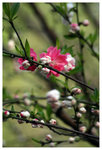 柳浪聞鶯 - 西湖 Orioles Singing in Ripples of Willows (Liulangwenying) - West Lake