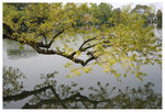 小瀛洲 - 西湖 Lesser Yingzhou Island (Small Fairy Island）- West Lake