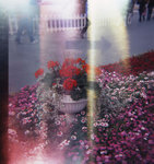 flowershow06-holga-002s