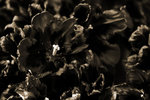 IMG_4027-kes