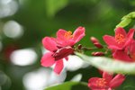 beautiful bokeh by M42 lens Industar 61LZ 50mm MARCO