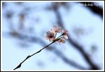 DPP_0119
