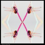 004