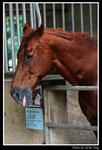 horse1