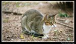 訊號山之貓(1)
02/04/2007