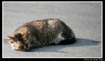 訊號山之貓(3)
02/04/2007