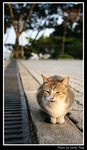 訊號山之貓(4)
02/04/2007