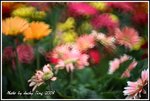 DPP_0076
