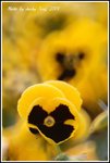 DPP_0089