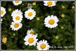 DPP_0162