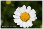DPP_0164