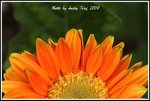 DPP_0175