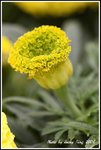 DPP_0181
