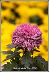 DPP_0196